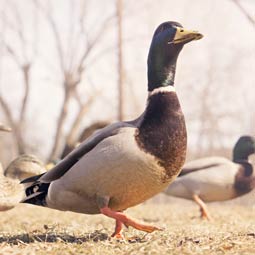 免费短信电话轰炸机